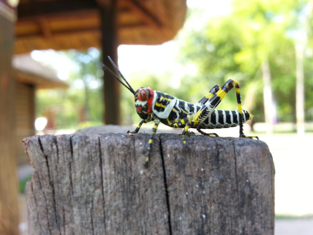 Las Curiosas Hotel Avia Terai Zewnętrze zdjęcie