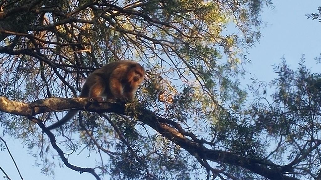 Las Curiosas Hotel Avia Terai Zewnętrze zdjęcie